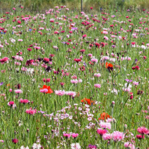 Blush Wildflower Seed Mix
