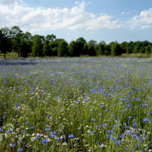 Classical Wildflower Seed Mix