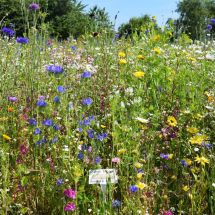 Chameleon Wildflower Seed Mix