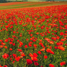 Field Poppy Wildflower Seed Mix