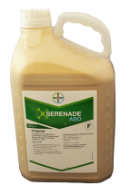 Serenade