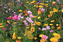 Colour Splash CS 2 Aurora Flower Mix 400g