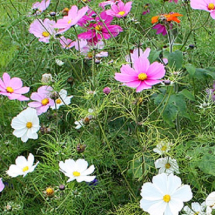 Colour Splash CS 1 Festival Flower Mix