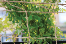 Jute Support Netting