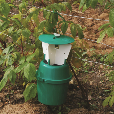 Raspberry Beetle Trap