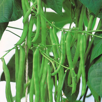 Blue Lake Climbing Dwarf Bean Seed