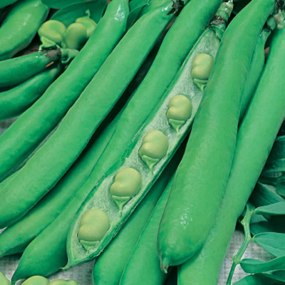 Masterpiece Green Longpod Broad Bean Seed