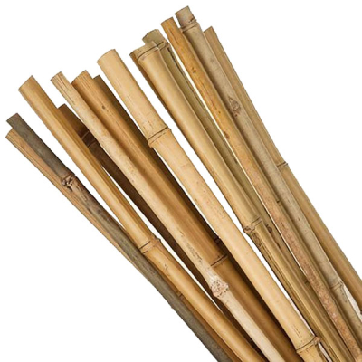 Canes 5ft (28/32)
