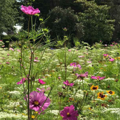 Skyscraper Wildflower Seed Mix