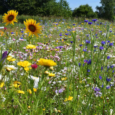 Honey Bee & Butterfly Wildflower Seed Mix