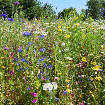 Chameleon Wildflower Seed Mix
