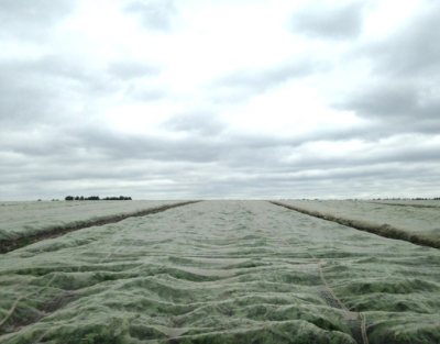 GRO-NET for Aphids & Flea Beetle