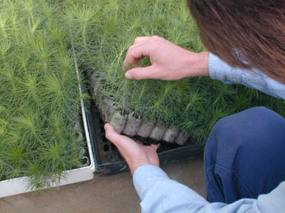 Jiffy-7 Forestry Pellet 50mm x 95mm