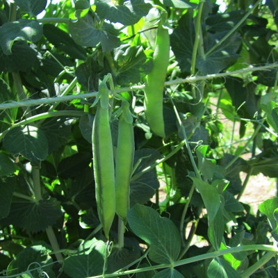 Pea Seed Alderman