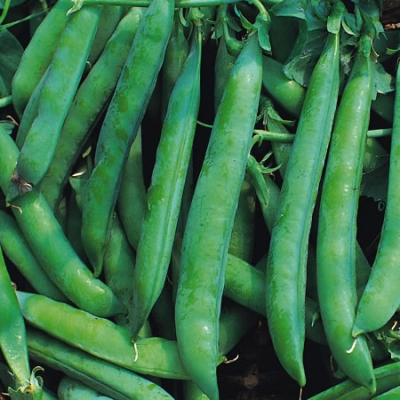 Pea Seed Kelvedon Wonder