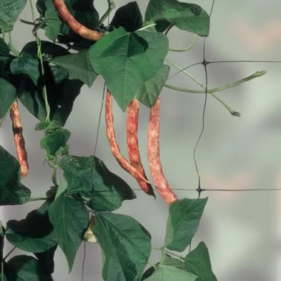 Pea & Bean Netting 2m x 7m