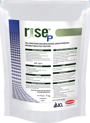 Rise P