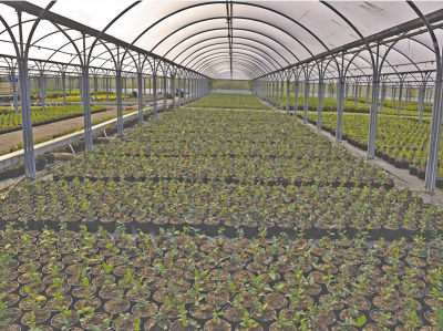 Sunsmart Cool  8m x 25m
