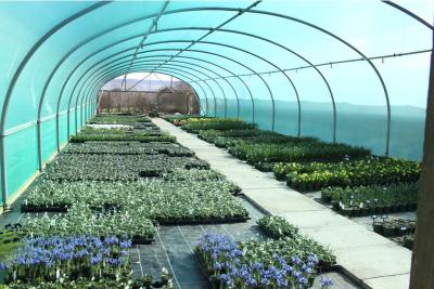 Sunsmart Green 9.2m x 50m